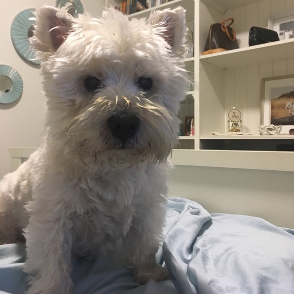 Meet your Posher, Sara - Picture 1 of 1